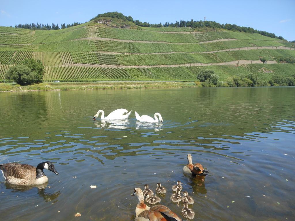 Willa Ferienhaus Mosel Brauneberg Zewnętrze zdjęcie